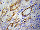 Peroxisome Proliferator Activated Receptor Gamma antibody, A0270, ABclonal Technology, Immunohistochemistry paraffin image 