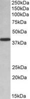 Poly(RC) Binding Protein 1 antibody, LS-B6862, Lifespan Biosciences, Western Blot image 