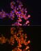 Ribonucleotide Reductase Catalytic Subunit M1 antibody, GTX54666, GeneTex, Immunocytochemistry image 