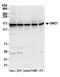 Structural Maintenance Of Chromosomes 1A antibody, NB100-204, Novus Biologicals, Western Blot image 