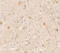 Interleukin-36 alpha antibody, LS-C201140, Lifespan Biosciences, Immunohistochemistry paraffin image 