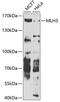 MutL Homolog 3 antibody, 23-190, ProSci, Western Blot image 