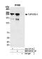 Tight Junction Protein 1 antibody, NBP2-80141, Novus Biologicals, Immunoprecipitation image 