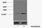 Histone Cluster 4 H4 antibody, A68332-100, Epigentek, Western Blot image 