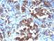 Cell Division Cycle 20 antibody, V3041IHC-7ML, NSJ Bioreagents, Immunohistochemistry frozen image 