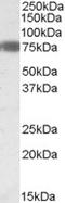 EBF Transcription Factor 1 antibody, LS-C112685, Lifespan Biosciences, Western Blot image 