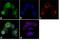 Lactotransferrin antibody, LF-MA0109, Invitrogen Antibodies, Immunofluorescence image 