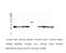 Emerin antibody, MA5-27874, Invitrogen Antibodies, Western Blot image 