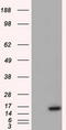 Baculoviral IAP Repeat Containing 5 antibody, LS-C115263, Lifespan Biosciences, Western Blot image 