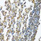 Major Histocompatibility Complex, Class II, DP Beta 1 antibody, LS-C331451, Lifespan Biosciences, Immunohistochemistry frozen image 