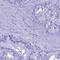 Lipase F, Gastric Type antibody, PA5-61129, Invitrogen Antibodies, Immunohistochemistry frozen image 