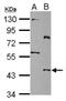 Solute carrier family 25 member 46 antibody, NBP2-20392, Novus Biologicals, Western Blot image 