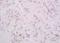 Dynamin 1 Like antibody, orb5072, Biorbyt, Immunohistochemistry paraffin image 