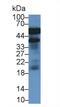 Haptoglobin antibody, LS-C663125, Lifespan Biosciences, Western Blot image 