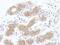 Programmed Cell Death 6 Interacting Protein antibody, NBP1-49701, Novus Biologicals, Immunohistochemistry paraffin image 