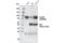 Forkhead Box P2 antibody, 5337S, Cell Signaling Technology, Immunoprecipitation image 