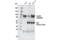 CAGH44 antibody, 5337S, Cell Signaling Technology, Immunoprecipitation image 