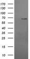 Dolichyl-diphosphooligosaccharide--protein glycosyltransferase 67 kDa subunit antibody, LS-C173362, Lifespan Biosciences, Western Blot image 