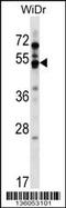 G Protein-Coupled Receptor 84 antibody, 59-167, ProSci, Western Blot image 