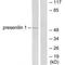 Presenilin 1 antibody, A00138, Boster Biological Technology, Western Blot image 