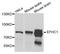 EF-Hand Domain Containing 1 antibody, STJ110309, St John