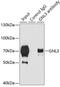 G Protein Nucleolar 3 antibody, GTX54163, GeneTex, Immunoprecipitation image 