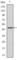 POU Class 5 Homeobox 1 antibody, abx016070, Abbexa, Western Blot image 
