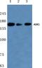 Mitogen-Activated Protein Kinase Kinase Kinase 5 antibody, AP06017PU-N, Origene, Western Blot image 