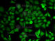 Inosine Monophosphate Dehydrogenase 2 antibody, A5350, ABclonal Technology, Immunofluorescence image 