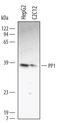 Neuropeptide Y Receptor Y4 antibody, AF3000, R&D Systems, Western Blot image 