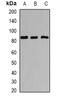 SRY-Box 5 antibody, LS-B14587, Lifespan Biosciences, Western Blot image 