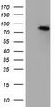 Hexose-6-Phosphate Dehydrogenase/Glucose 1-Dehydrogenase antibody, TA501242S, Origene, Western Blot image 