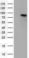 GDH antibody, TA501242S, Origene, Western Blot image 