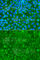 Striatin antibody, A7734, ABclonal Technology, Immunofluorescence image 