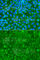 Striatin antibody, A7734, ABclonal Technology, Immunofluorescence image 