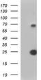 Vascular Endothelial Growth Factor B antibody, LS-C788501, Lifespan Biosciences, Western Blot image 