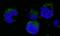 BCR Activator Of RhoGEF And GTPase antibody, NBP1-19098, Novus Biologicals, Immunofluorescence image 