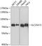 Solute Carrier Family 25 Member 13 antibody, A12557, ABclonal Technology, Western Blot image 