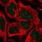 Myozenin 1 antibody, NBP1-85439, Novus Biologicals, Immunofluorescence image 