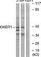 Oxoeicosanoid Receptor 1 antibody, LS-B9974, Lifespan Biosciences, Western Blot image 