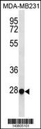 Transcription Factor EC antibody, 60-561, ProSci, Western Blot image 