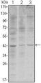 WNT Inhibitory Factor 1 antibody, NBP1-51658, Novus Biologicals, Western Blot image 