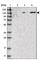 SPOC Domain Containing 1 antibody, HPA031713, Atlas Antibodies, Western Blot image 