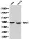 Protein TBRG4 antibody, LS-C192353, Lifespan Biosciences, Western Blot image 