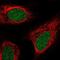 Zinc Finger Protein 658 antibody, NBP2-30748, Novus Biologicals, Immunofluorescence image 