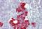 Platelet Derived Growth Factor Subunit B antibody, NBP1-52533, Novus Biologicals, Immunohistochemistry frozen image 