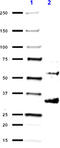 Presenilin 2 antibody, 814203, BioLegend, Western Blot image 