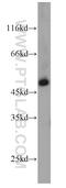 Intraflagellar Transport 57 antibody, 11083-1-AP, Proteintech Group, Western Blot image 