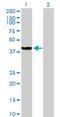 Rho Guanine Nucleotide Exchange Factor 39 antibody, H00084904-B01P, Novus Biologicals, Western Blot image 