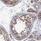 Fibrous Sheath Interacting Protein 1 antibody, PA5-59386, Invitrogen Antibodies, Immunohistochemistry frozen image 